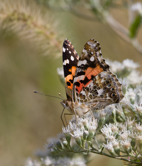 A beautiful Painted Lady at Eastern Neck NWR, Kent Co., Maryland (10/1/2009).