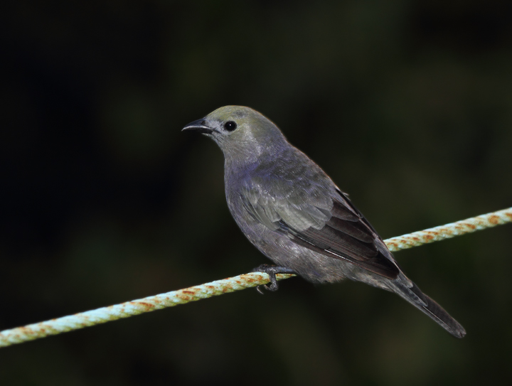 This Palm Tanager and its mate were nesting at the Canopy Tower. The subtle beauty of this ubiquitous rainforest species is certainly underappreciated. (Gamboa, August 2010) Photo by Bill Hubick.