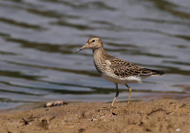 Pectoral Sandpipers at Triadelphia Reservoir, Montgomery Co., Maryland (9/19/2010).  Photo by Bill Hubick.