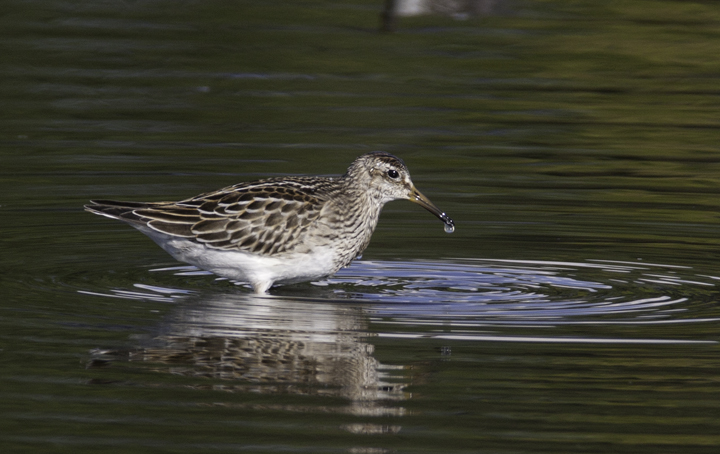 A Pectoral Sandpiper at Horsehead, Queen Anne's Co., Maryland (10/4/2008). Photo by Bill Hubick.