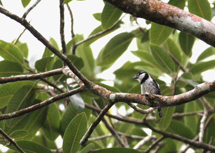 The Pied Puffbird is the smallest of the local puffbirds. At least one local birder nicknamed it "Puffito" (slang for little puffbird). (Gamboa area, Panama, August 2010). Photo by Bill Hubick.