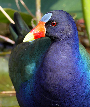 Purple Gallinule in the Everglades