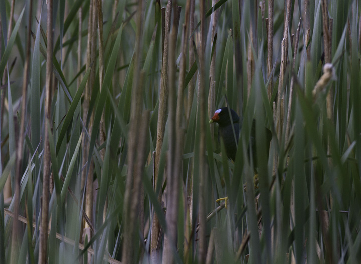A Purple Gallinule at Hughes Hollow, Montgomery Co., Maryland (5/3/2011). An excellent find by Dave Powell!  Photo by Bill Hubick.