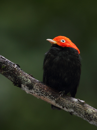 Red-capped Manakin in Panama