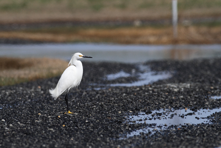 A Snowy Egret at Middle Hooper Island, Maryland (3/27/2010) - one of the first in Maryland for the year. Photo by Bill Hubick.