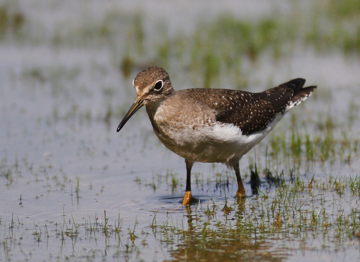 A juvenile Solitary Sandpiper at Triadelphia Reservoir, Montgomery Co., Maryland (9/19/2010). Photo by Bill Hubick.