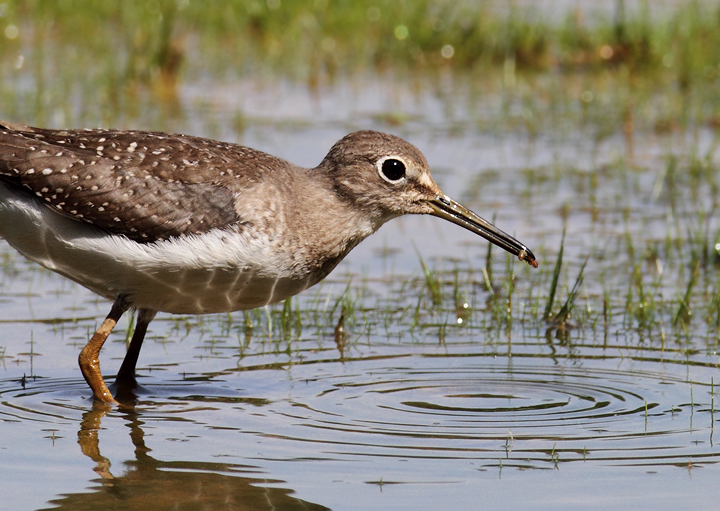 A juvenile Solitary Sandpiper at Triadelphia Reservoir, Montgomery Co., Maryland (9/19/2010). Photo by Bill Hubick.
