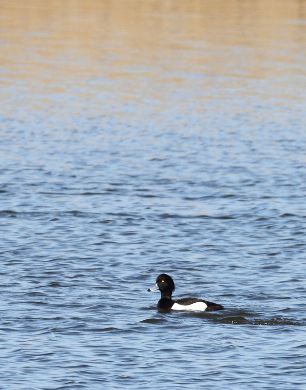 Above and below: A stunning adult male Tufted Duck found by Ron Gutberlet - Kent Narrows, Maryland (3/16/2010). This is only Maryland's fifth record of the species. Photo by Bill Hubick.