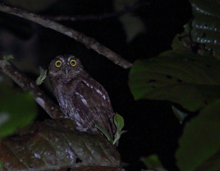 The short trills of the local subspecies of Vermiculated Screech-Owl were common in the foothills around Nusagandi, Panama (August 2010). This individual was calling spontaneously, but flew in quickly to whistled imitations. Photo by Bill Hubick.