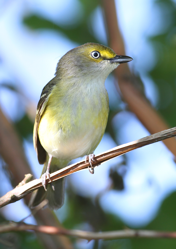 A White-eyed Vireo at Finzel Swamp, Garrett Co., Maryland (5/30/2010). Photo by Bill Hubick.