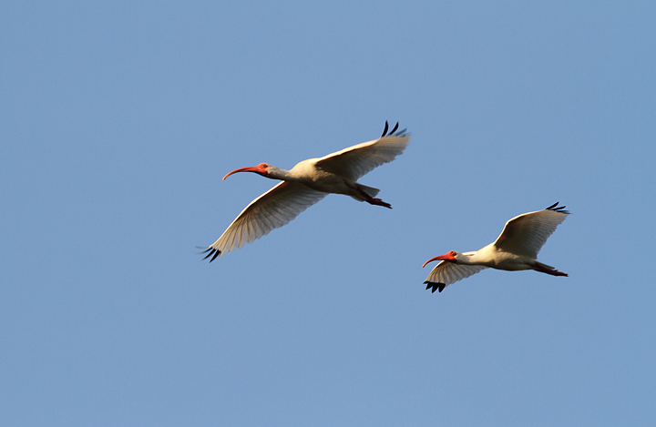 White Ibis going to roost near the Anhinga Trail (2/26/2010). Photo by Bill Hubick.