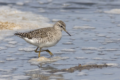 A Wood Sandpiper in Delaware