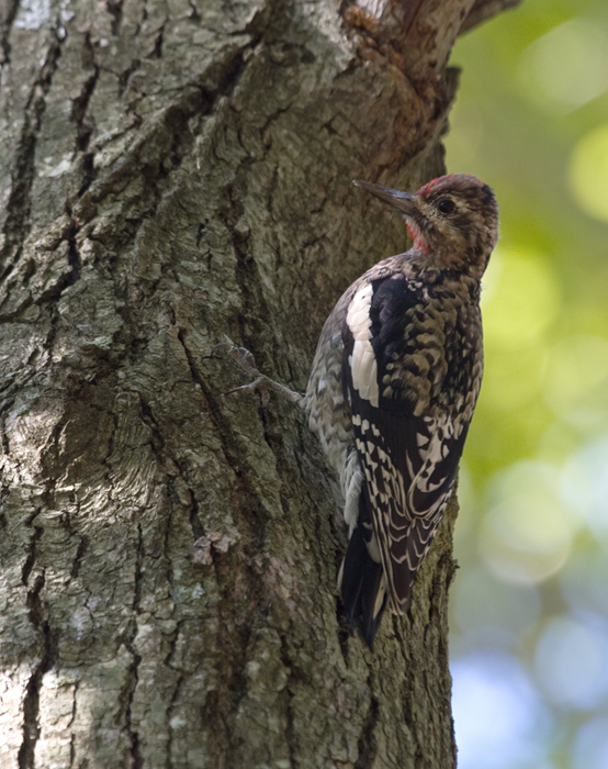 A male Yellow-bellied Sapsucker forages at Eastern Neck NWR, Kent Co., Maryland (10/1/2009).