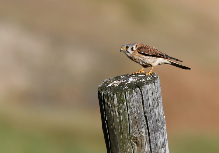 A female American Kestrel in the rolling hills above Garberville, California (7/4/2011). <br />
Nearby I was excited to find my first pair of Purple Martins that were nesting in a natural cavity in a dead snag. Photo by Bill Hubick.