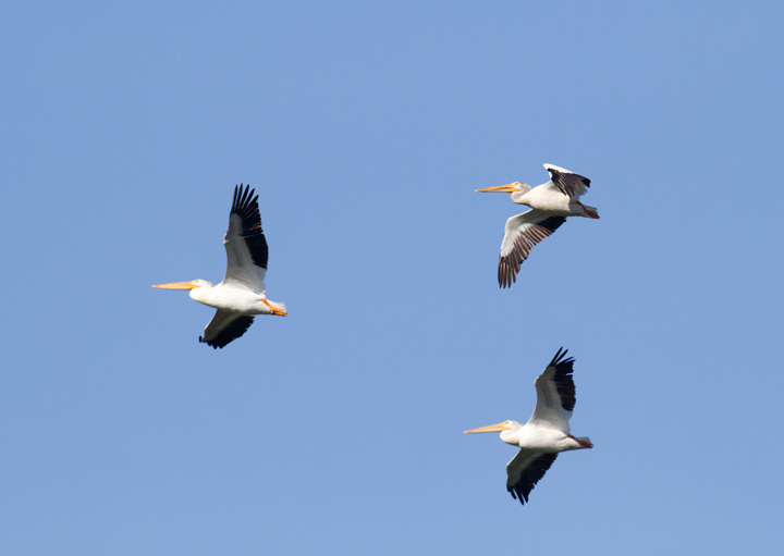 American White Pelicans over Watsonville Slough, California (7/2/2011). We also had brief looks at a continuing, singing male Lawrence's Goldfinch here. Photo by Bill Hubick.