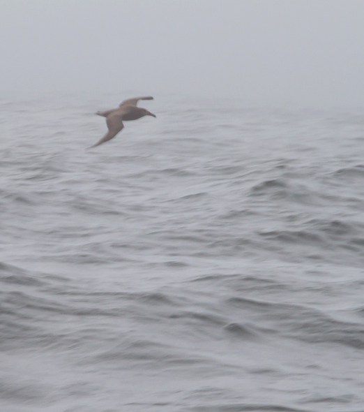 A terribly distant photo of a spectacular bird - my first Black-footed Albatross, soaring through the fog in Monterey Bay, California (7/1/2011). Thankfully the looks were a lot better than this photo suggests! Conditions were pretty challenging for the first half of the trip. Photo by Bill Hubick.