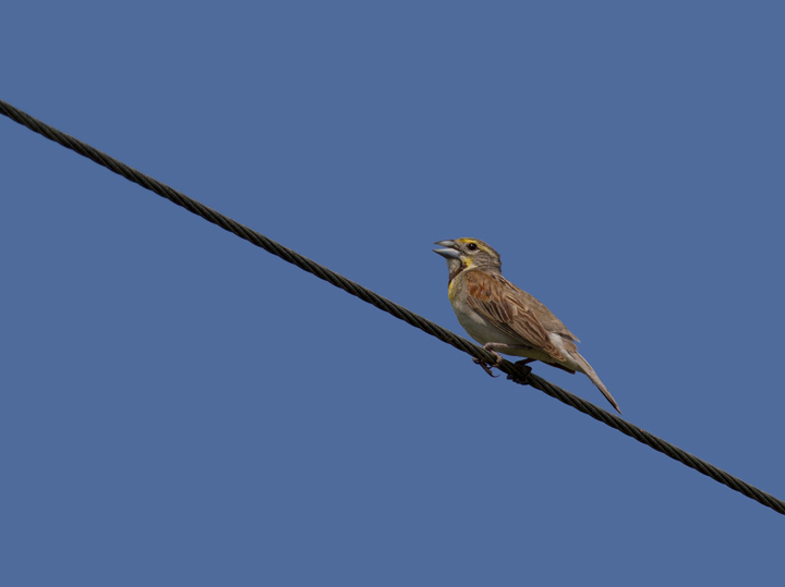 A continuing male Dickcissel in Montgomery Co., Maryland (7/17/2011). Found by Clive Harris. Photo by Bill Hubick.