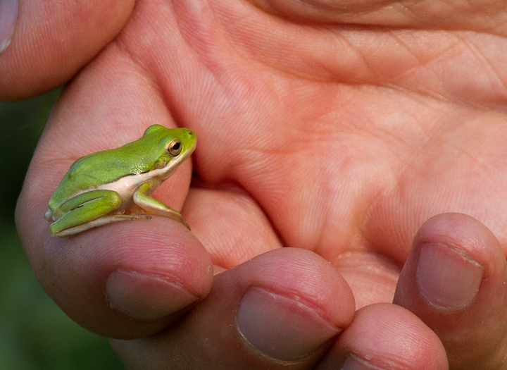 A Green Treefrog in coastal Worcester Co., Maryland (7/23/2011). Photo by Bill Hubick.