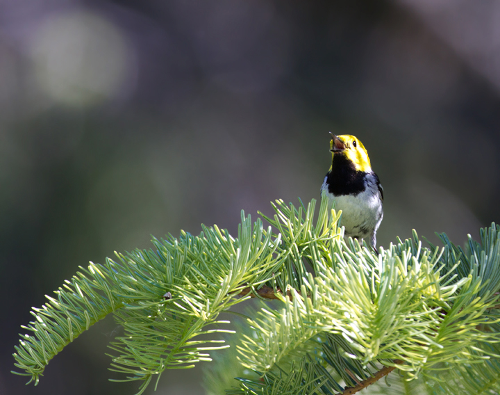 A beautiful male Hermit Warbler performs for Becky and me at the California/Oregon border in Klamath NF (7/5/2011). Photo by Bill Hubick.
