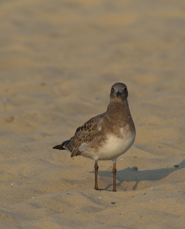 A juvenile Laughing Gull at the Ocean City Inlet, Maryland (7/23/2011). Photo by Bill Hubick.