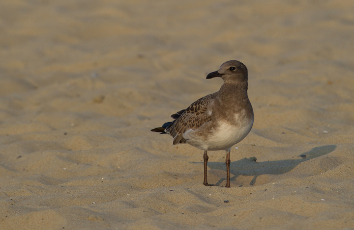 A juvenile Laughing Gull at the Ocean City Inlet, Maryland (7/23/2011). Photo by Bill Hubick.
