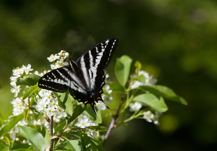 A Pale Swallowtail on the California/Oregon border in Klamath NF (7/6/2011). Photo by Bill Hubick.