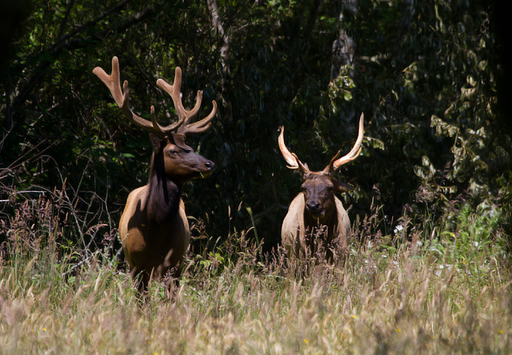 Roosevelt Elk in Humboldt Co., California (7/5/2011). Photo by Bill Hubick.