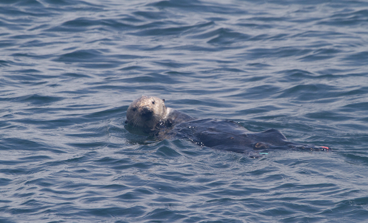 A favorite sight of Monterey Bay, a Sea Otter floating and feasting on fresh seafood (7/1/2011). Photo by Bill Hubick.