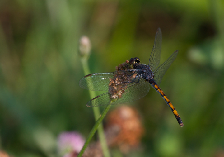 A female Seaside Dragonlet in Worcester Co., Maryland (7/23/2011). Photo by Bill Hubick.