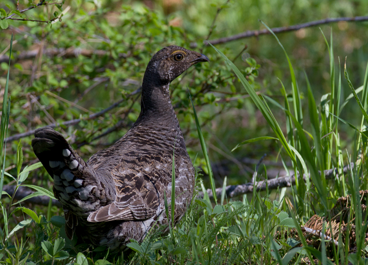 A Sooty Grouse makes my morning on Mount Shasta, California (7/6/2011). Photo by Bill Hubick.