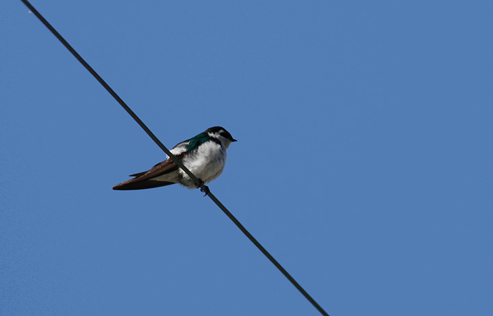 A Violet-green Swallow near Humboldt Redwoods SP, California (7/4/2011). Photo by Bill Hubick.