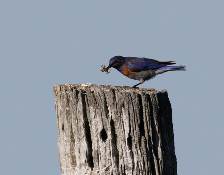 A Western Bluebird demonstrates his place in the food chain in the foothills outside Garberville, California (7/4/2011). Photo by Bill Hubick.