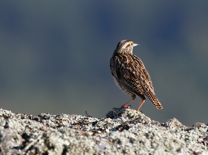 A Western Meadowlark poses dramatically in the hills above Garberville, California (7/4/2011). Photo by Bill Hubick.