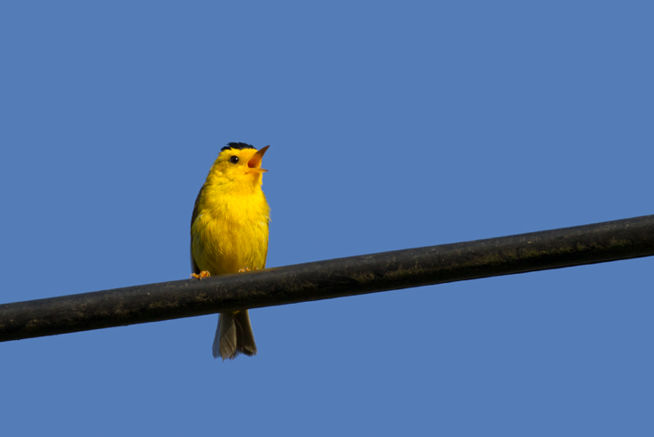 A Wilson's Warbler so charged up that he's singing from a telephone wire in Watsonville, California (7/1/2011). Photo by Bill Hubick.