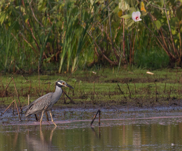 This adult Yellow-crowned Night-Heron was a nice find from a morning of shorebird and wader study between Truitt's and Vaughn North (7/23/2011). This was my first adult
Yellow-crowned Night-Heron on the Eastern Shore. Photo by Bill Hubick.