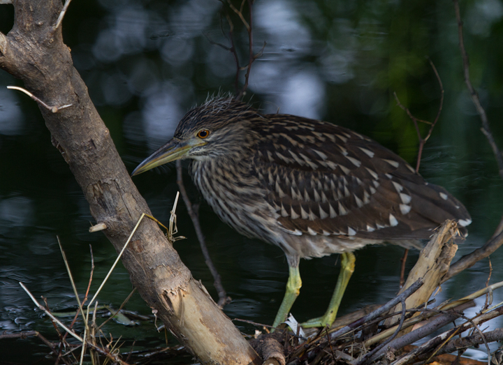A juvenile Black-crowned Night-Heron in Frederick, Maryland (8/7/2011). Note the downy feathers on its head.  Photo by Bill Hubick.