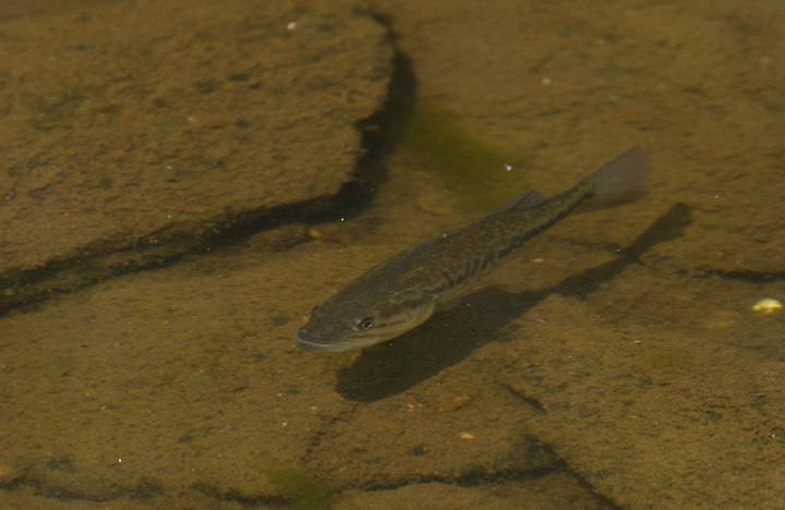 A Largemouth Bass stalks the shallows near Liberty Reservoir, Maryland (8/20/2011). Photo by Bill Hubick.