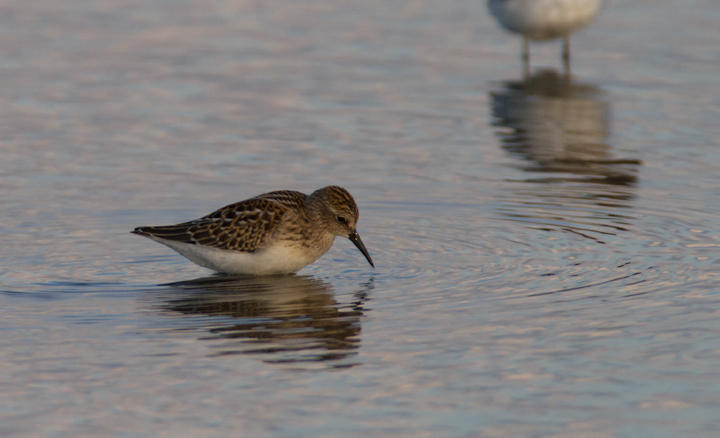 A juvenile Least Sandpiper at Swan Creek, Maryland (8/10/2011). Photo by Bill Hubick.
