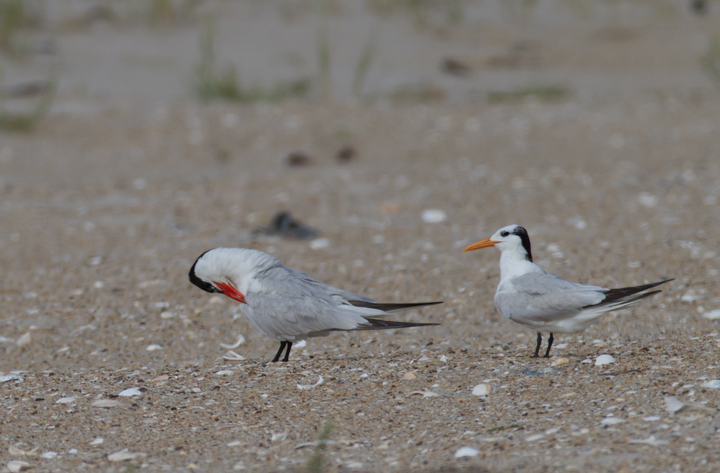 A Caspian Tern (left) and Royal Tern (right) on Assateague Island, Maryland (8/21/2011). Photo by Bill Hubick.