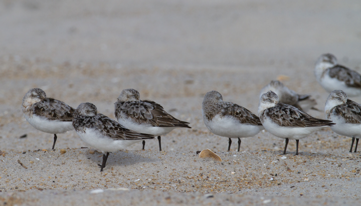Sanderlings on the ORV zone of Assateague Island, Maryland (8/21/2011). John Hubbell clicked each individual and recorded an impressive 2,625 Sanderlings.. Photo by Bill Hubick.