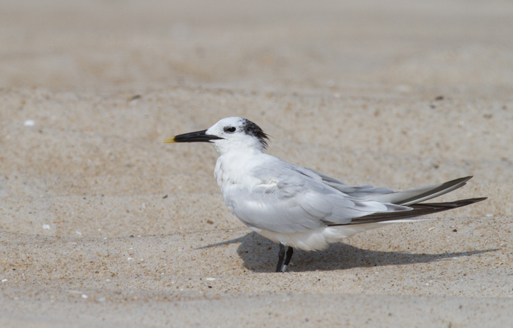 Sandwich Terns on Assateague Island, Maryland (8/21/2011). Juvenile in the middle of the first photo. Photo by Bill Hubick.