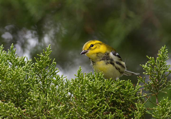 Not a Townsend's Warbler - a Black-throated Green Warbler keeping the Townsend's company on Assateague (9/18/2011) Photo by Bill Hubick.