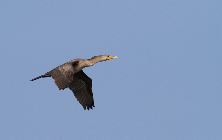 An immature Double-crested Cormorant in flight at Point Lookout SP, Maryland (9/3/2011). Photo by Bill Hubick.