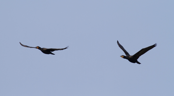 Adult Double-crested Cormorants in flight at Point Lookout SP, Maryland (9/3/2011). Photo by Bill Hubick.