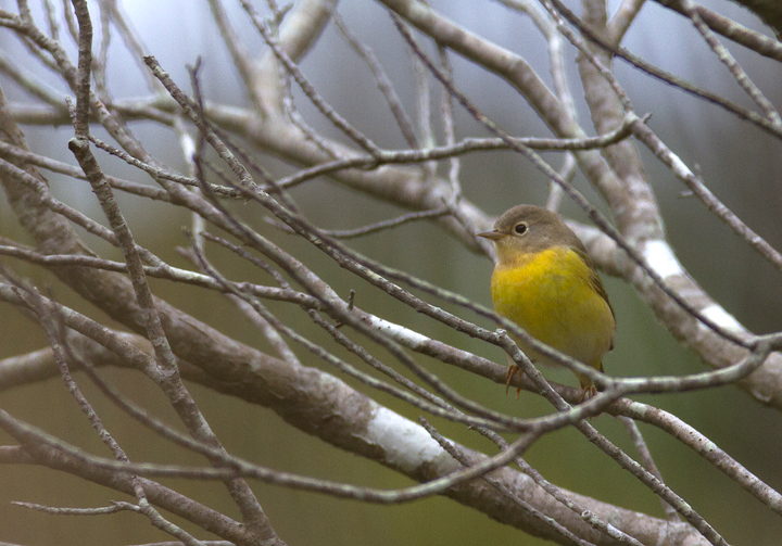 A Nashville Warbler at the Life of the Forest Trail, Assateague Island, Maryland (9/18/2011). Photo by Bill Hubick.
