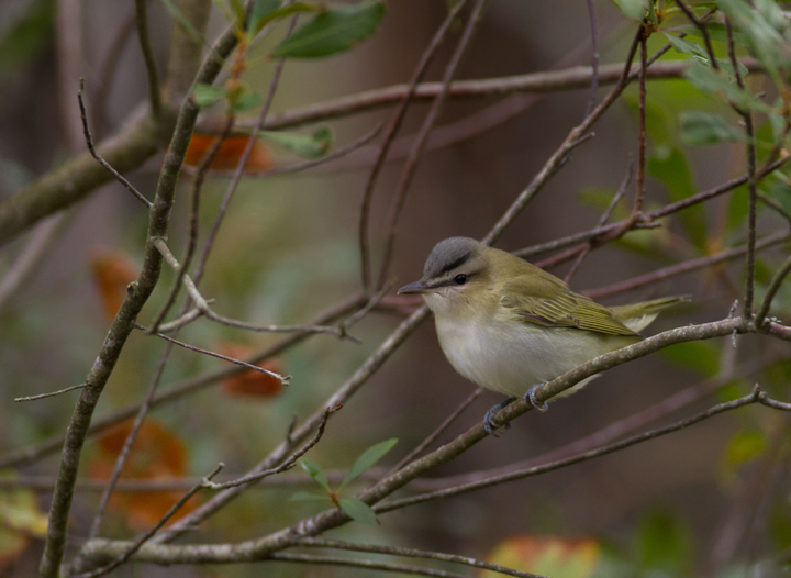 A Red-eyed Vireo on Assateague Island, Maryland (9/18/2011). Photo by Bill Hubick.