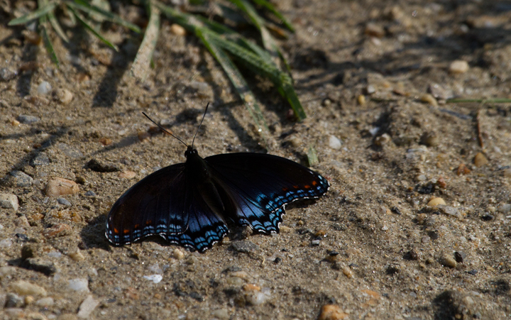 A Red-spotted Admiral in Prince George's Co., Maryland (9/3/2011). Photo by Bill Hubick.