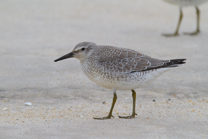 Juvenile Red Knot - Note the neat, crisp patterning in the fresh plumage - Assateague Island, Maryland (9/18/2011). Photo by Bill Hubick.