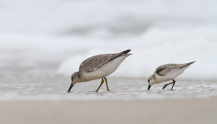 Frode commented on the obvious sexual dimorphism among the knots. I agreed emphatically and showed him this photo.<br />Red Knot with Sanderling - Assateague Island, Maryland (9/18/2011). Photo by Bill Hubick.