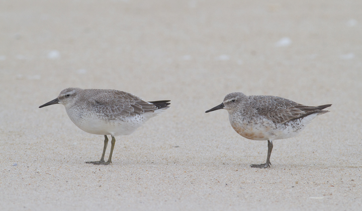 Juvenile (left) and adult (right) Red Knots - Note the adults retained coverts, fresh scapulars, and retained red on the belly - Assateague Island, Maryland (9/18/2011) Photo by Bill Hubick.